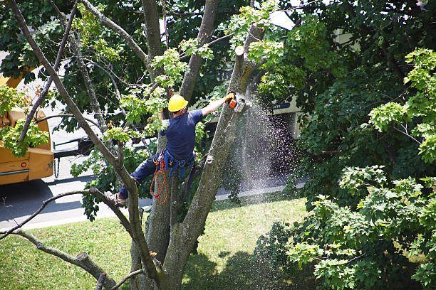 Best Commercial Tree Services  in Laurence Harbor, NJ